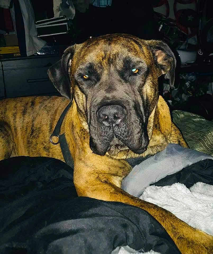 Twix is registered to the contest to win money with this photo: dog, brindle, pet, canine, bed, blanket, indoor, animal, resting, furniture, muzzle, ears, fur, paw, collar, domestic, portrait, looking_at_camera, household, relaxed