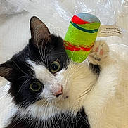 Lily joined the competition — help win amazing prizes! animal, black_and_white, cat, close_up, curious, cute, domestic_cat, fur, green_eyes, indoor, lying_down, paw, pet, pink_nose, playful, plush_toy, soft_texture, toy, whiskers, white_background