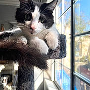 Lily joined the competition — help win amazing prizes! cat, black_and_white_cat, pet, animal, indoor, window, sunlight, cat_tree, whiskers, paws, feline, fur, curious, relaxed, cozy, domestic_cat, closeup, portrait, houseplant, daylight