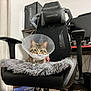 Milo is registered to the contest to win money with this photo: cat, tabby_cat, cone, protective_collar, chair, gaming_chair, cushion, computer, monitor, keyboard, desk, home_office, curtain, floor, technology, indoor, pet, furniture, cozy, resting