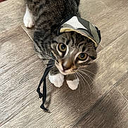 Milo joined the competition — help win amazing prizes! cat, tabby, white_paws, hat, camouflage, pet, animal, indoor, wooden_floor, curious, looking_up, whiskers, domestic_cat, fur, playful, close_up, flooring, young_cat, cute, house_pet