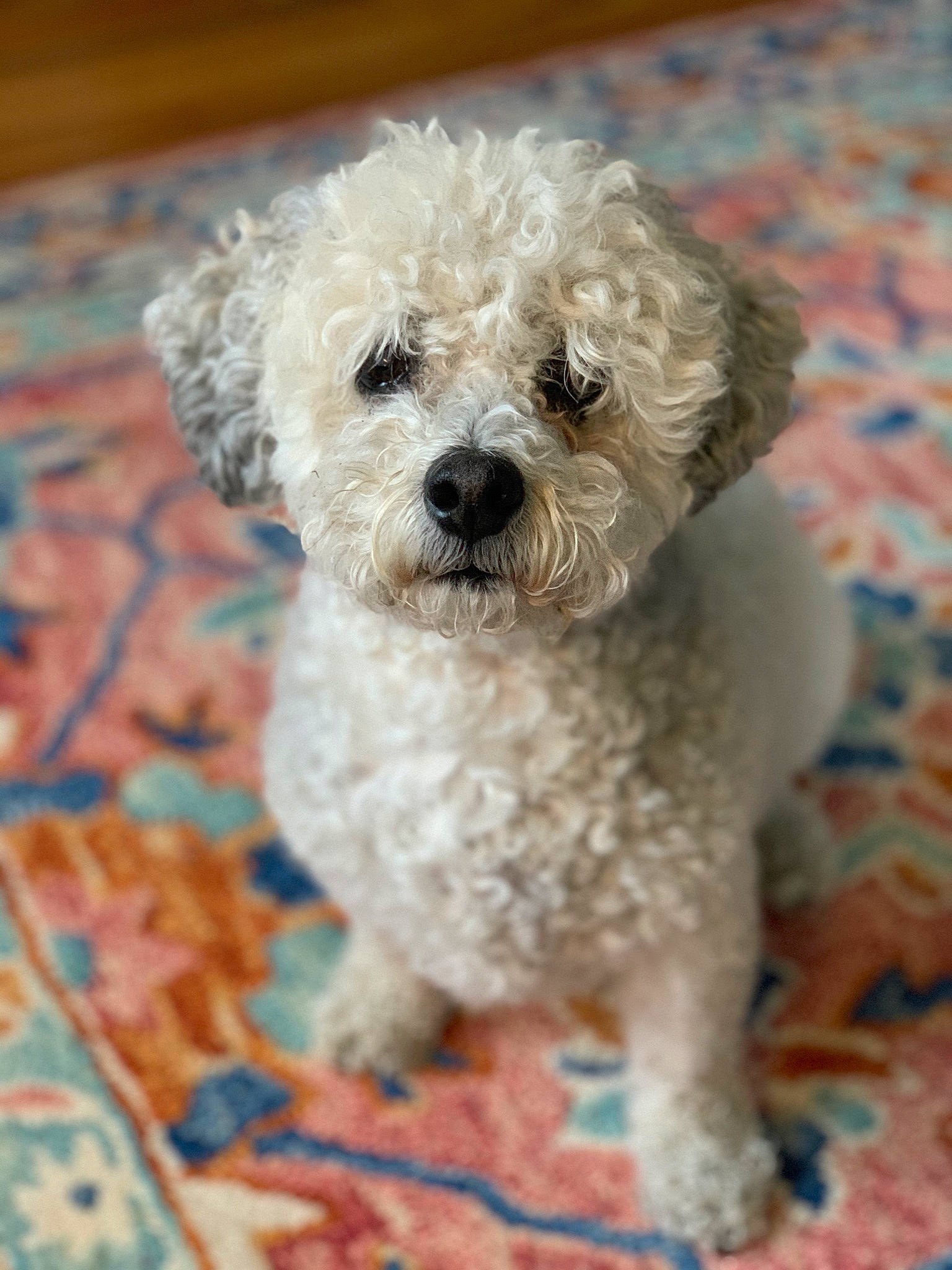 Sophie joined the competition — help win amazing prizes! canidae, carnivore, companion_dog, dog, dog_breed, dog_collar, flooring, fur, labradoodle, maltepoo, poodle, poodle_crossbreed, puppy, shih_poo, small_terrier, snout, sporting_group, terrier, toy_dog, water_dog