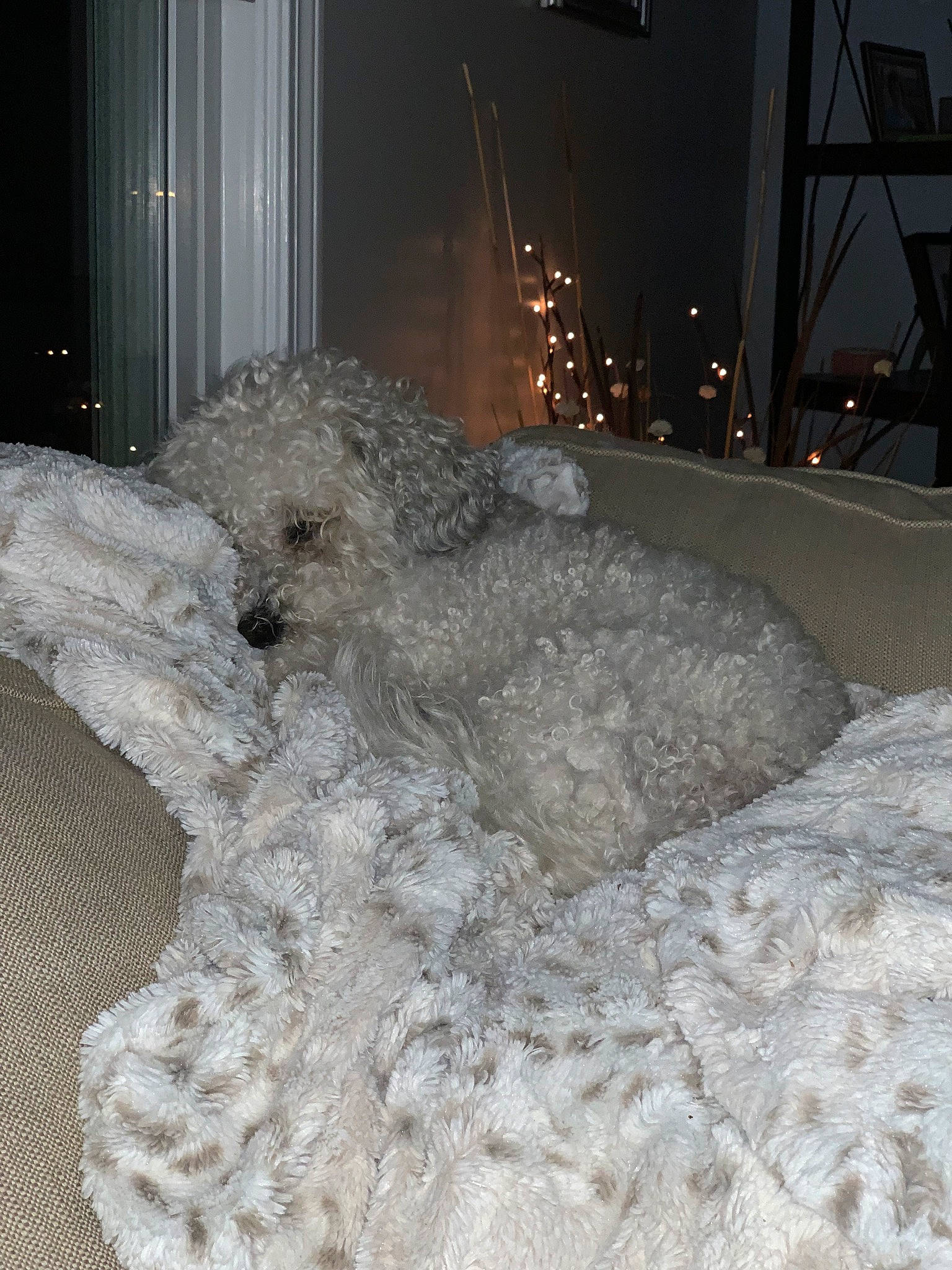 Sophie joined the competition — help win amazing prizes! art, companion_dog, dog_breed, event, flooring, freezing, fur, precipitation, room, snow, sporting_group, stuffed_toy, toy, winter, wool