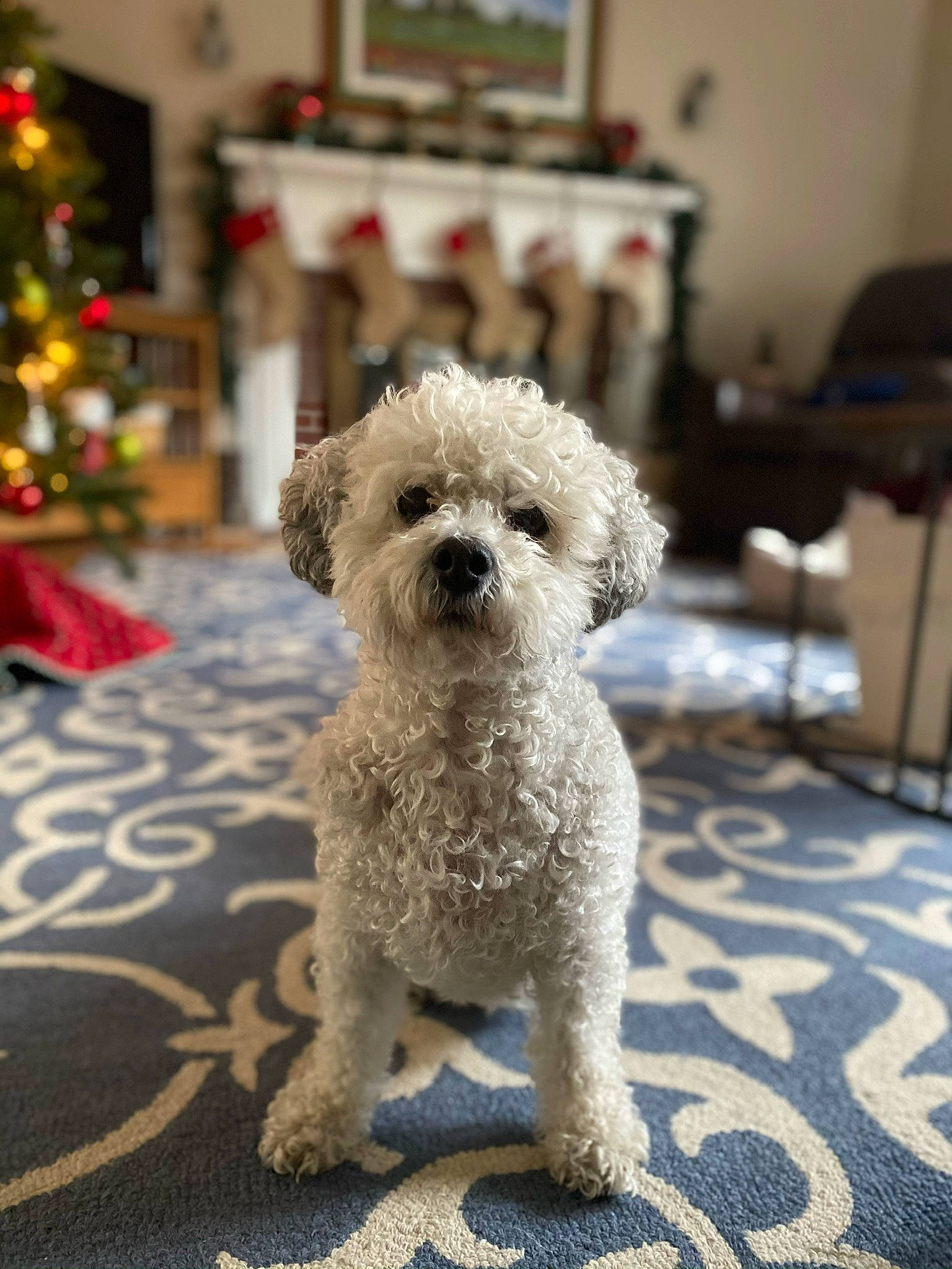 Sophie is registered to the contest to win money with this photo: canidae, carnivore, chair, christmas_tree, companion_dog, dog, dog_breed, dog_collar, event, fawn, flooring, fur, maltepoo, pet_supply, poodle, snout, sporting_group, terrier, toy_dog, working_animal