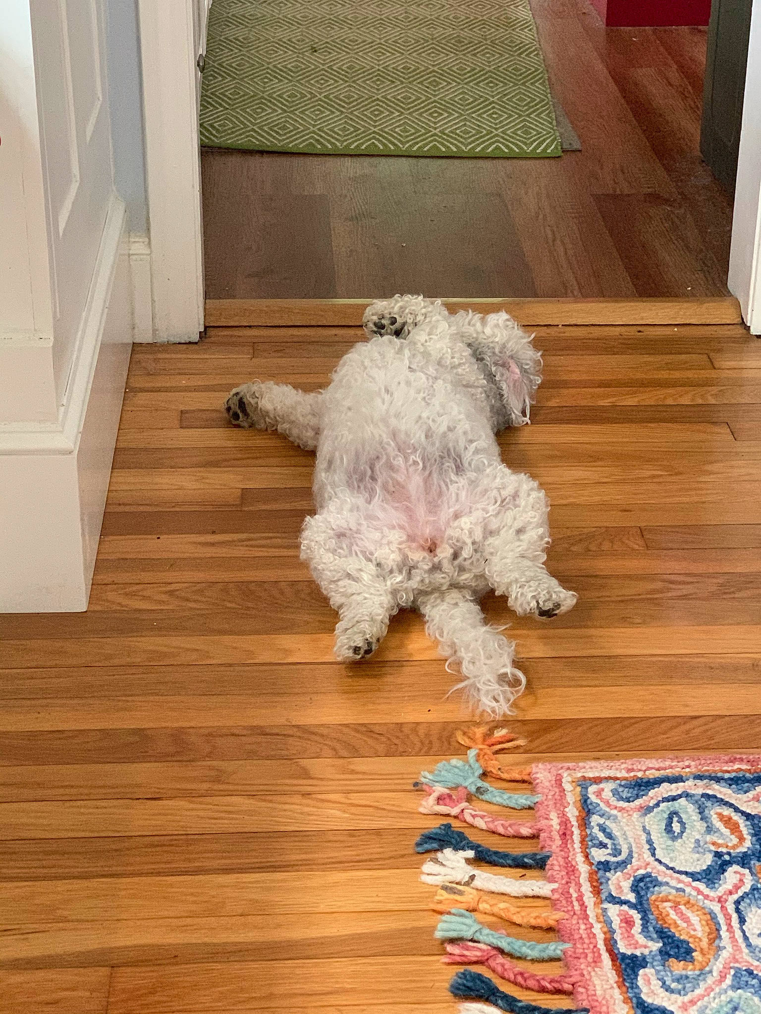 Sophie is registered to the contest to win money with this photo: carnivore, companion_dog, couch, dog, dog_breed, dog_supply, fawn, floor, flooring, hardwood, laminate_flooring, pattern, poodle, room, terrier, toy_dog, water_dog, wood, wood_flooring, wood_stain