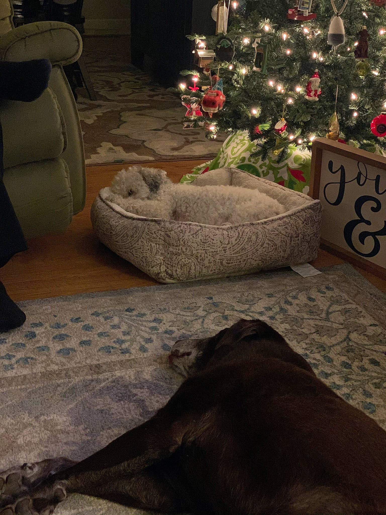 Sophie joined the competition — help win amazing prizes! black, brown, carnivore, christmas_ornament, christmas_tree, comfort, floor, flooring, grey, holiday_ornament, interior_design, light, lighting, living_room, ornament, plant, tints_and_shades, tree, white, wood