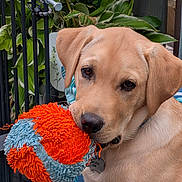 Beau is registered to the contest to win money with this photo: dog, puppy, golden_retriever, toy, ball, fuzzy, close_up, pet, animal, outdoor, greenery, plants, railing, playful, cute, fur, canine, pet_accessory, collar, tag