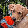 dog, puppy, golden_retriever, toy, ball, fuzzy, close_up, pet, animal, outdoor, greenery, plants, railing, playful, cute, fur, canine, pet_accessory, collar, tag