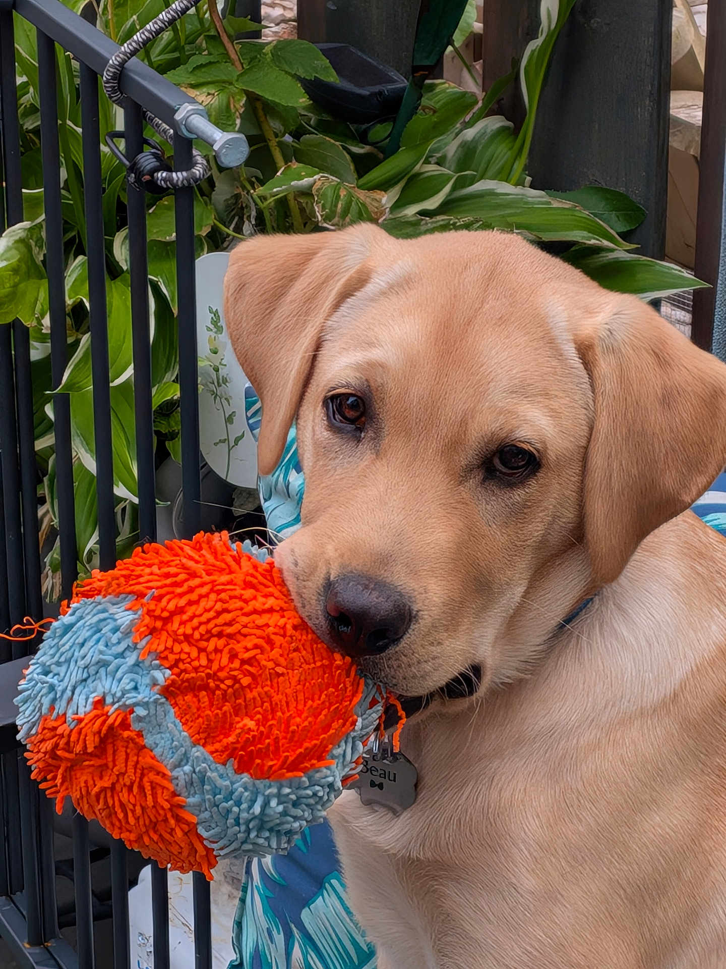 Beau