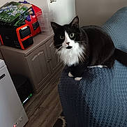 Mango is registered to the contest to win money with this photo: animal, black_and_white, cabinet, cat, close_up, couch, curious, domestic, door, flooring, fur, furniture, home, indoor, looking, pet, sitting, textured_cover, whiskers, wide_eyes
