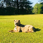 Harley joined the competition — help win amazing prizes! animal, canine, collar, daytime, dog, field, grass, greenery, leisure, mammal, nature, outdoor, pet, portrait, relaxation, resting, shade, summer, sunlight, sunny