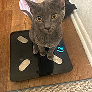 Katniss is registered to the contest to win money with this photo: kitten, gray_cat, black_cat, digital_scale, wooden_floor, curious, pets, indoor, flooring, cat_posture, looking_up, domestic_cat, animal, feline, cute, young_cat, home, resting, wall, playful