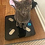 kitten, gray_cat, black_cat, digital_scale, wooden_floor, curious, pets, indoor, flooring, cat_posture, looking_up, domestic_cat, animal, feline, cute, young_cat, home, resting, wall, playful