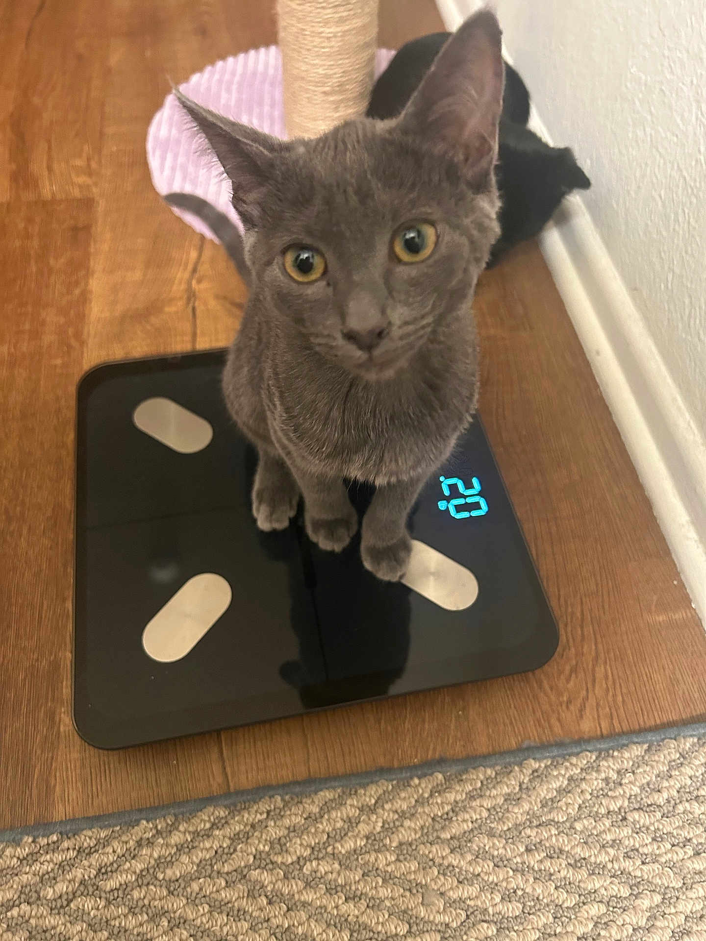 Katniss is registered to the contest to win money with this photo: kitten, gray_cat, black_cat, digital_scale, wooden_floor, curious, pets, indoor, flooring, cat_posture, looking_up, domestic_cat, animal, feline, cute, young_cat, home, resting, wall, playful