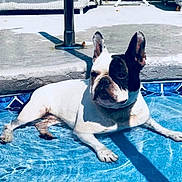 Birch Moon joined the competition — help win amazing prizes! animal, black_and_white, bulldog, dog, large_ears, lying_down, outdoor, patio, paws, pet, pool, poolside, portrait, relaxed, shadow, short_snout, summer, sunny, swimming_pool, water