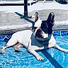 animal, black_and_white, bulldog, dog, large_ears, lying_down, outdoor, patio, paws, pet, pool, poolside, portrait, relaxed, shadow, short_snout, summer, sunny, swimming_pool, water