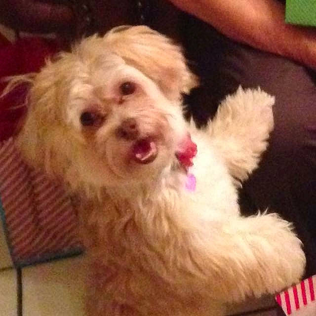 Penny joined the competition — help win amazing prizes! canidae, carnivore, companion_dog, dog, dog_breed, eye, fur, maltepoo, paw, puppy, puppy_love, shih_poo, small_terrier, snout, sporting_group, terrier, toy_dog, water_dog, whiskers, working_animal