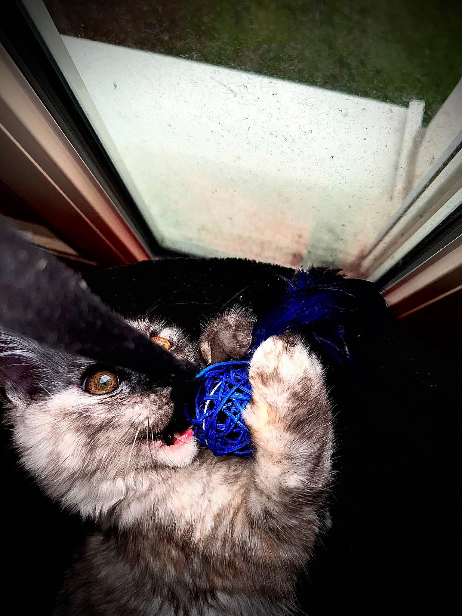 Targa participe au concours pour gagner de l'argent avec cette photo : black_cat, carnivore, cat, claw, collar, dog_breed, ear, electric_blue, felidae, foot, gesture, human_leg, jaw, paw, small_to_medium_sized_cats, snout, sporting_group, tail, tints_and_shades, whiskers