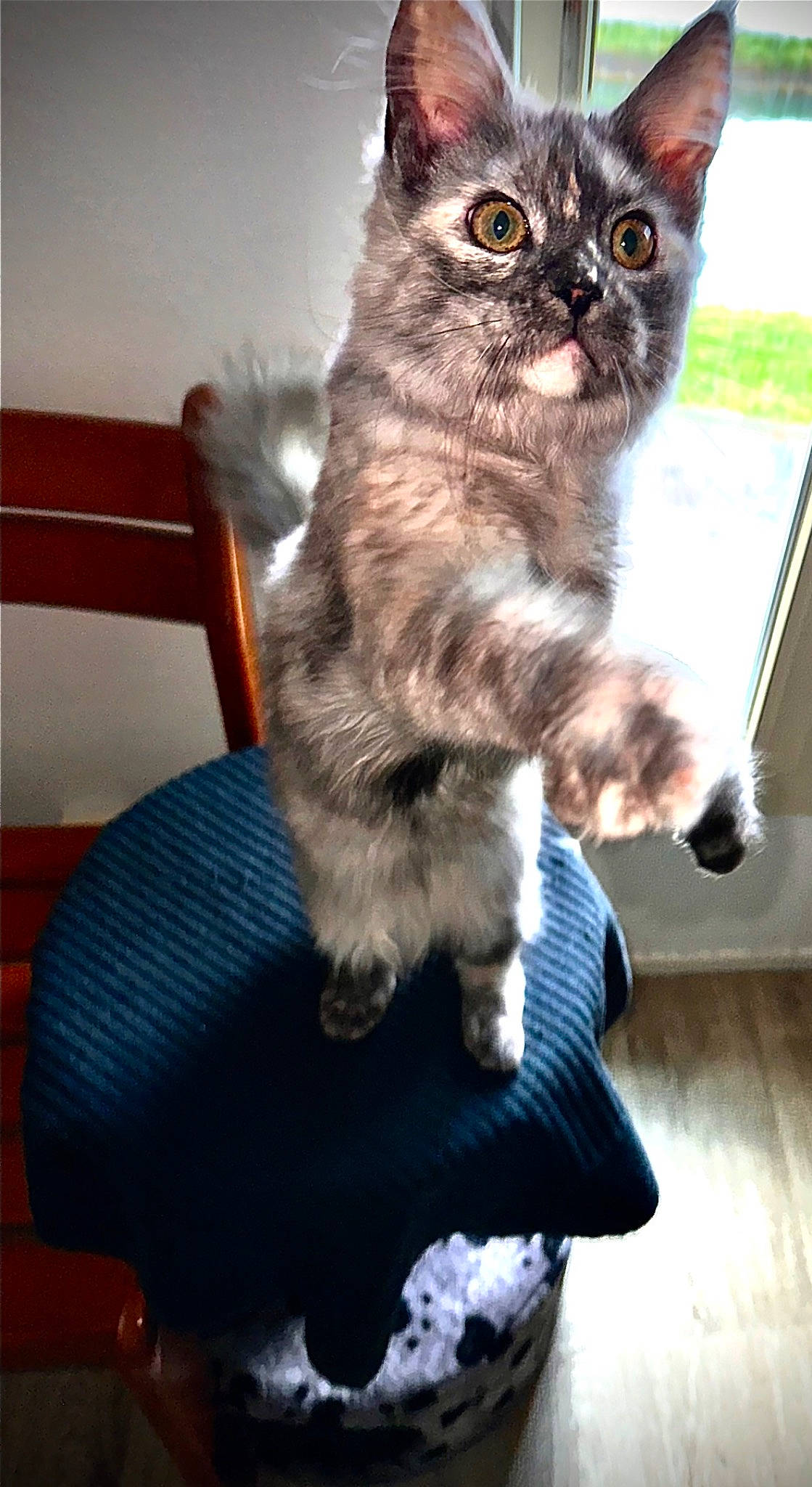 Targa participe au concours pour gagner de l'argent avec cette photo : carnivore, cat, chair, claw, comfort, domestic_short_haired_cat, electric_blue, fawn, felidae, flooring, fur, hardwood, paw, sitting, small_to_medium_sized_cats, snout, tail, terrestrial_animal, whiskers, wood