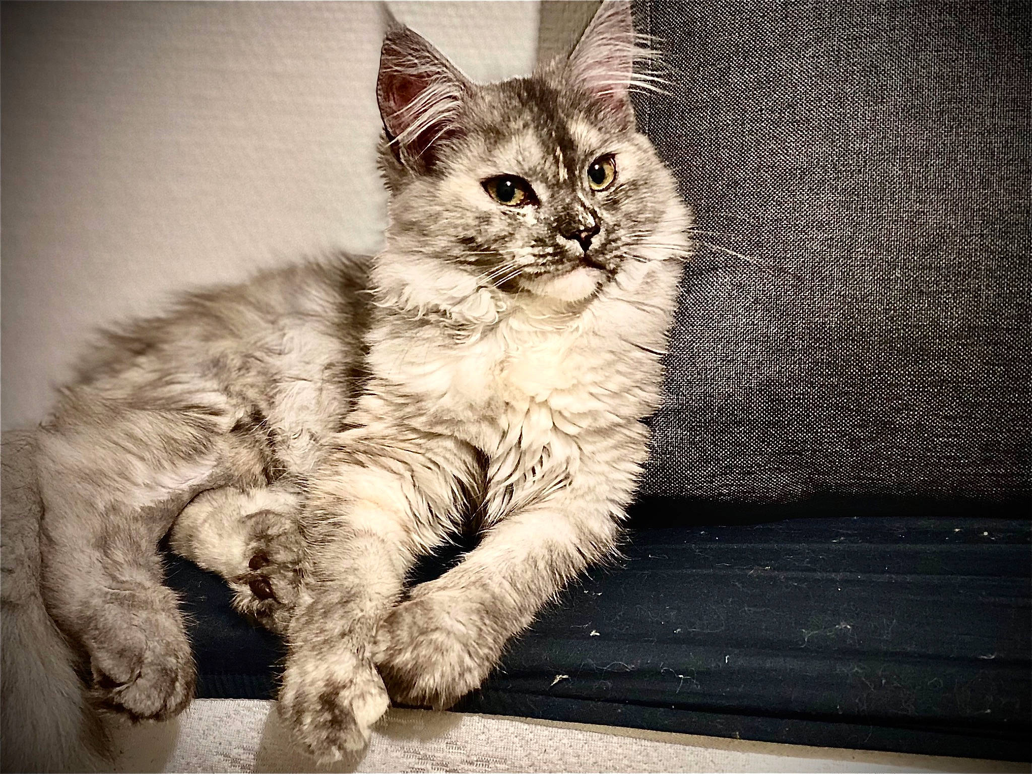 Targa a rejoint le concours — aidez-le/la à gagner de superbes lots ! carnivore, cat, claw, comfort, darkness, domestic_short_haired_cat, felidae, foot, fur, happy, monochrome, monochrome_photography, paw, sitting, small_to_medium_sized_cats, snout, still_life_photography, tail, whiskers, window