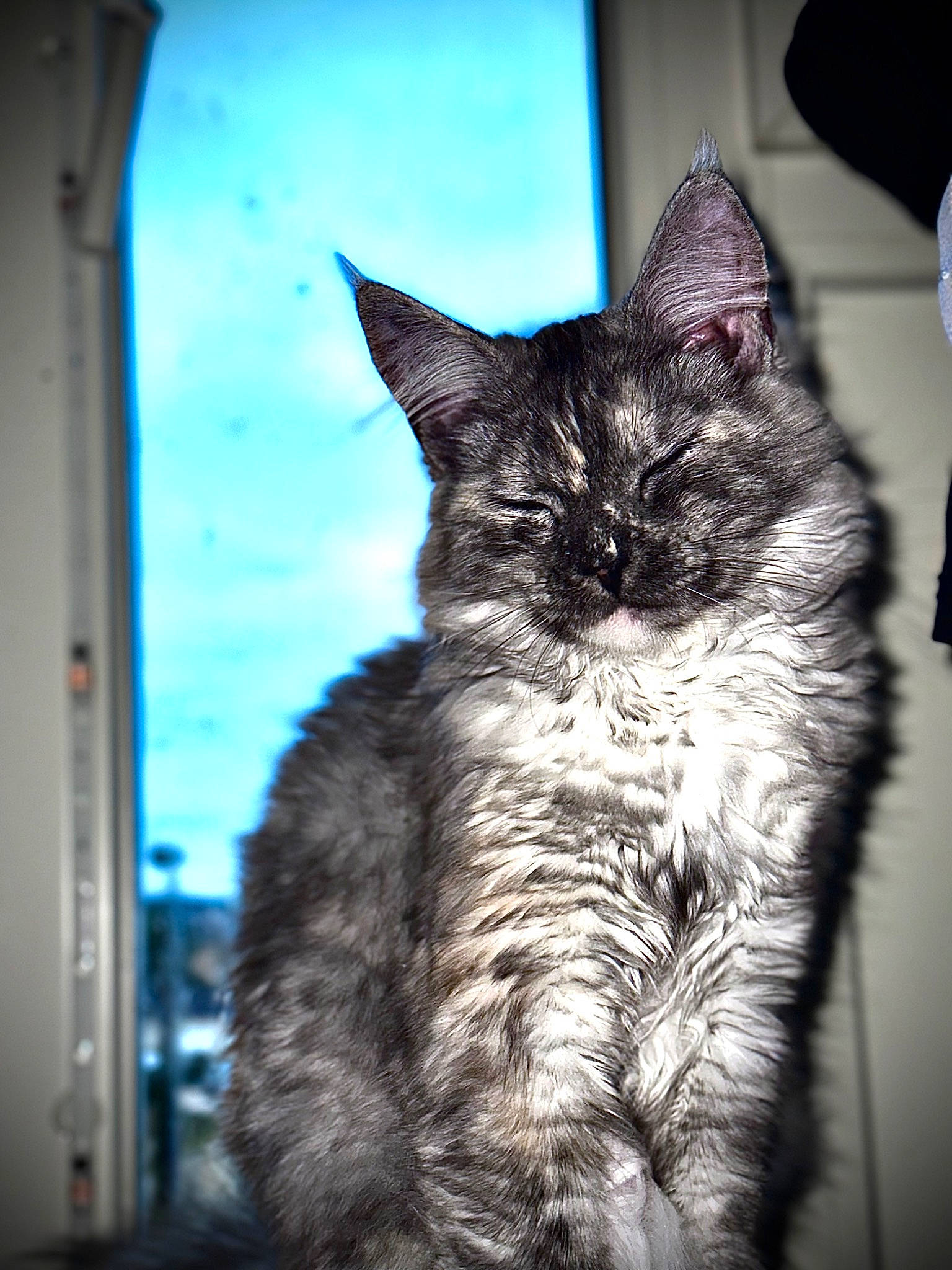 Targa a rejoint le concours — aidez-le/la à gagner de superbes lots ! black_cat, carnivore, cat, claw, darkness, domestic_short_haired_cat, felidae, fur, grey, monochrome, monochrome_photography, reflection, shadow, sky, small_to_medium_sized_cats, snout, tail, whiskers, window, winter