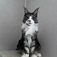 Ulyss a rejoint le concours — aidez-le/la à gagner de superbes lots ! animal, calm, cat, cat_tree, corner, cute, feline, fluffy, fur, gray, indoor, looking, maine_coon, paw, pet, portrait, sitting, whiskers, white, yellow_eyes