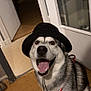 dog, husky, pet, animal, indoor, hat, smiling, tongue_out, happy, floor, door, window, curtain, leash, fur, canine, closeup, portrait, house, tile_floor