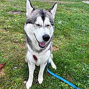 Volt a rejoint le concours — aidez-le/la à gagner de superbes lots ! dog, husky, smiling, outdoor, grass, snow, pet, canine, happy, sitting, leash, nature, winter, fur, animal, muzzle, ears, playful, closeup, daytime