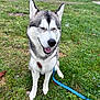 dog, husky, smiling, outdoor, grass, snow, pet, canine, happy, sitting, leash, nature, winter, fur, animal, muzzle, ears, playful, closeup, daytime