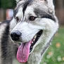 dog, husky, pet, animal, tongue, close_up, portrait, outdoor, fur, happy, canine, nose, ears, brown_eyes, nature, grass, tongue_out, muzzle, playful, background_blur