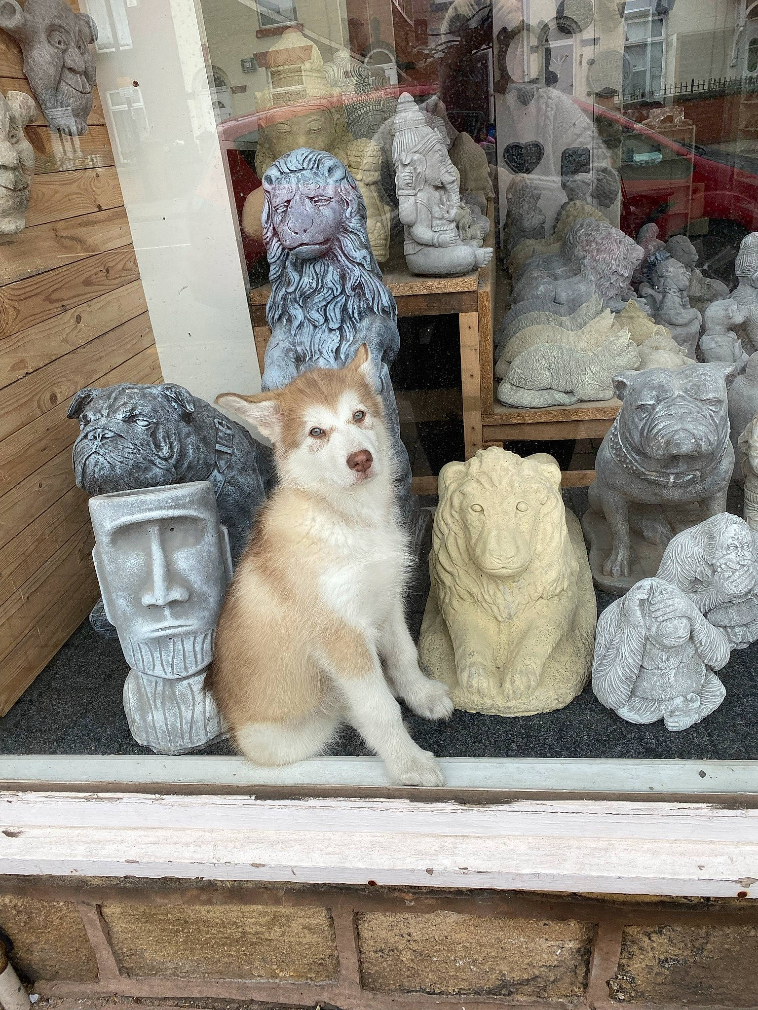 Pebbles joined the competition — help win amazing prizes! ancient_history, art, artifact, carnivore, carving, ceramic, chair, facade, felidae, fur, grey, house, porcelain, sculpture, small_to_medium_sized_cats, statue, stone_carving, temple, whiskers, wood