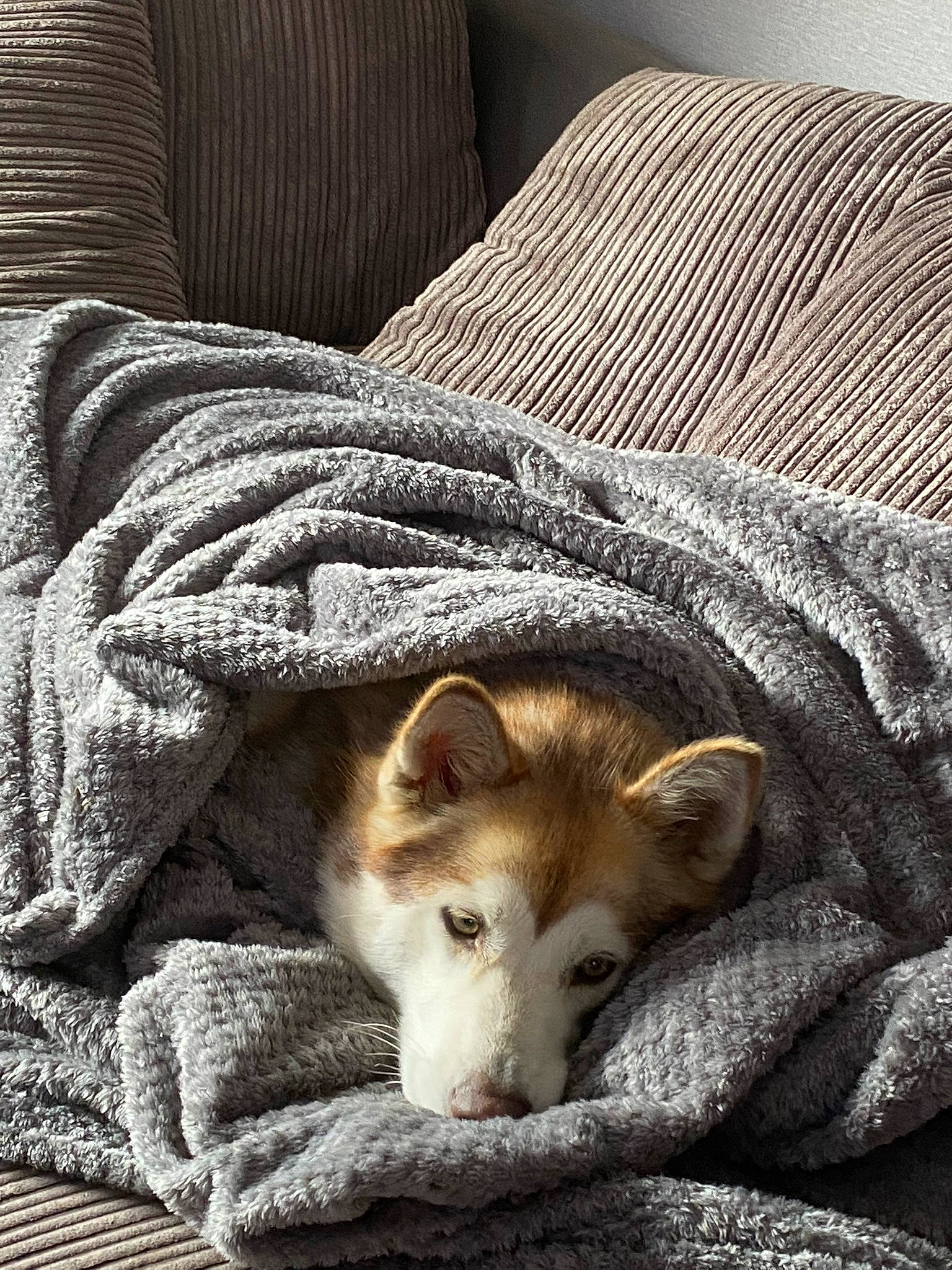 Pebbles is registered to the contest to win money with this photo: canis, carnivore, comfort, companion_dog, couch, dog, dog_breed, fawn, fur, grey, linens, sitting, snout, tail, terrestrial_animal, textile, whiskers, wildlife, wood, woven_fabric