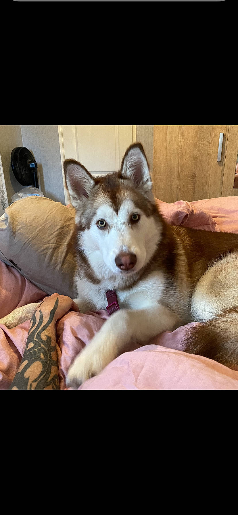 Pebbles is registered to the contest to win money with this photo: canidae, carnivore, comfort, companion_dog, couch, dog, dog_breed, fawn, fur, happy, human_leg, siberian_husky, sitting, sled_dog, snout, sporting_group, square, thigh, window, working_dog