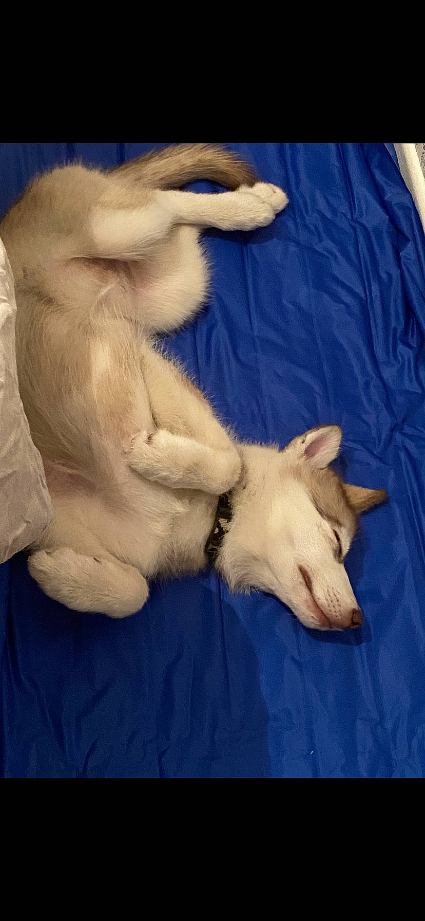 Pebbles joined the competition — help win amazing prizes! carnivore, comfort, companion_dog, dog, dog_breed, electric_blue, fawn, felidae, fur, gesture, human_leg, linens, paw, small_to_medium_sized_cats, snout, sporting_group, tail, textile, whiskers, wing