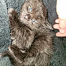 kitten, black_cat, blue_eyes, fluffy, feline, pet, animal, sleepy, cute, cozy, blanket, hand, domestic_cat, fur, whiskers, closeup, soft, resting, indoor, young_cat