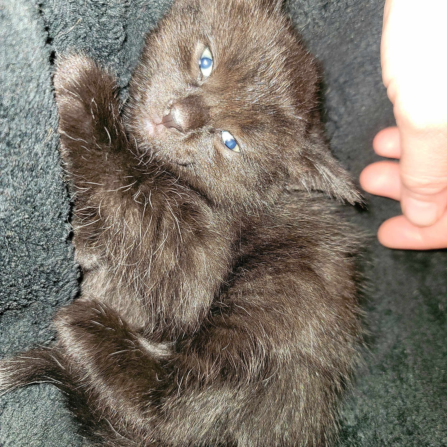 Midnight joined the competition — help win amazing prizes! kitten, black_cat, blue_eyes, fluffy, feline, pet, animal, sleepy, cute, cozy, blanket, hand, domestic_cat, fur, whiskers, closeup, soft, resting, indoor, young_cat