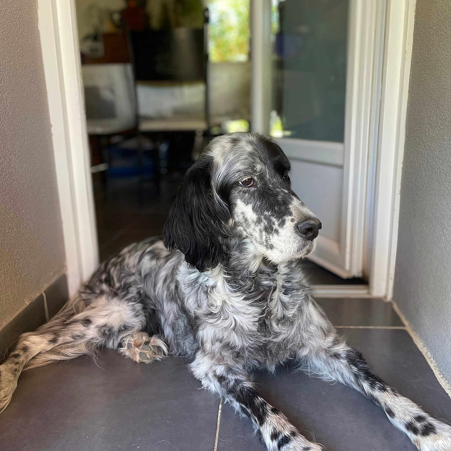 Framboise a rejoint le concours — aidez-le/la à gagner de superbes lots ! animal, canine, cockerspaniel, dog, door, hardwood, hound, indoors, interiordesign, mat, pet, plant, pointer, poodle, puppy, slate, tile, window, windowsill, wood