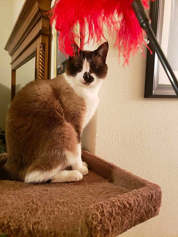 Tikanni joined the competition — help win amazing prizes! box, carnivore, cat, comfort, domestic_short_haired_cat, fawn, felidae, flooring, fur, grey, hardwood, paw, rectangle, sitting, small_to_medium_sized_cats, tail, textile, whiskers, window, wood