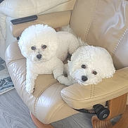 Ez N Ella is registered to the contest to win money with this photo: animal, beige_chair, companion, cozy, curly_fur, cute, dog, domestic, floor, fluffy, furniture, indoor, leather_chair, pet, relaxed, resting, small_dog, two_dogs, white_dog, wooden_base