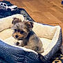 dog, pet_bed, indoor, wooden_floor, rug, toy_car, small_dog, furniture, footwear, cozy, animal, brown, black, white, carpet, comfort, home, floor, door, toy