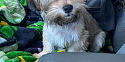 Tiny joined the competition — help win amazing prizes! dog, puppy, car_interior, blanket, seat, bag, fur, pet, cute, small_dog, adorable, animal, companion, travel, leather, window, door, seatbelt, resting, indoor