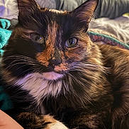 Luna joined the competition — help win amazing prizes! cat, tortoiseshell, fluffy, close_up, pet, animal, feline, whiskers, bed, blanket, indoor, relaxed, cute, fur, portrait, domestic_animal, resting, cozy, looking_at_camera, soft_lighting