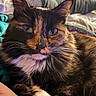 cat, tortoiseshell, fluffy, close_up, pet, animal, feline, whiskers, bed, blanket, indoor, relaxed, cute, fur, portrait, domestic_animal, resting, cozy, looking_at_camera, soft_lighting