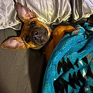 Cooper is registered to the contest to win money with this photo: dog, pet, blanket, bed, ears, brown_dog, collar, fur, cute, cozy, indoor, looking_up, resting, sleepy, fabric, silver_sheets, blue_blanket, animal, companion, relaxation