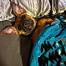 dog, pet, blanket, bed, ears, brown_dog, collar, fur, cute, cozy, indoor, looking_up, resting, sleepy, fabric, silver_sheets, blue_blanket, animal, companion, relaxation