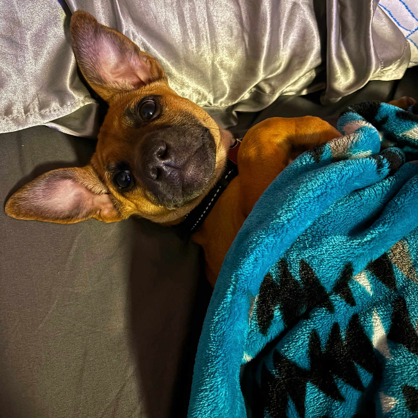 Cooper is registered to the contest to win money with this photo: dog, pet, blanket, bed, ears, brown_dog, collar, fur, cute, cozy, indoor, looking_up, resting, sleepy, fabric, silver_sheets, blue_blanket, animal, companion, relaxation