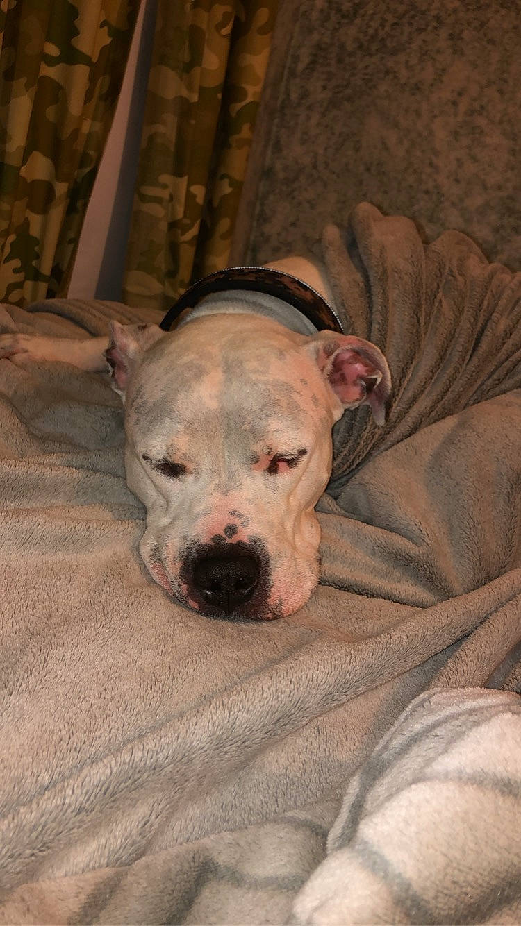 Alex joined the competition — help win amazing prizes! canidae, carnivore, comfort, companion_dog, dog, dog_breed, fawn, fur, guard_dog, non_sporting_group, scar, snout, sporting_group, terrestrial_animal, whiskers, wood, working_animal, wrinkle