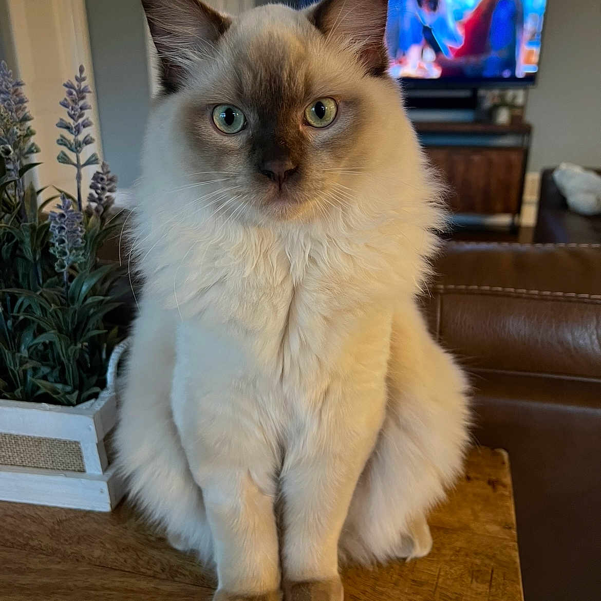 Rocky is registered to the contest to win money with this photo: blue_eyes, blurred_background, calm, cat, closeup, cozy, curious, domestic_animal, feline, fluffy, furniture, home, indoor, pet, plant, portrait, sitting, table, television, wooden_table
