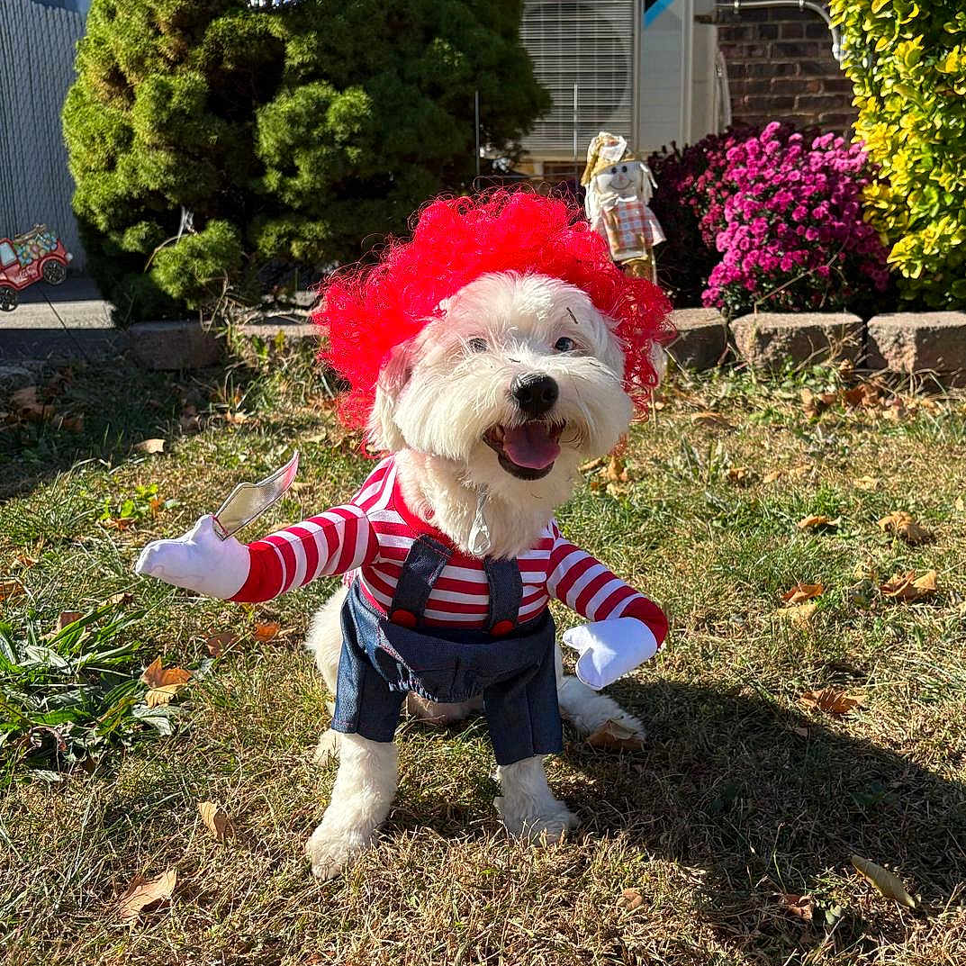 Hershey joined the competition — help win amazing prizes! animal, costume, cute, daylight, decorations, dog, flower, funny, grass, happy, holiday, home, outdoor, pet, playful, red_wig, shrub, smiling, striped_shirt, yard