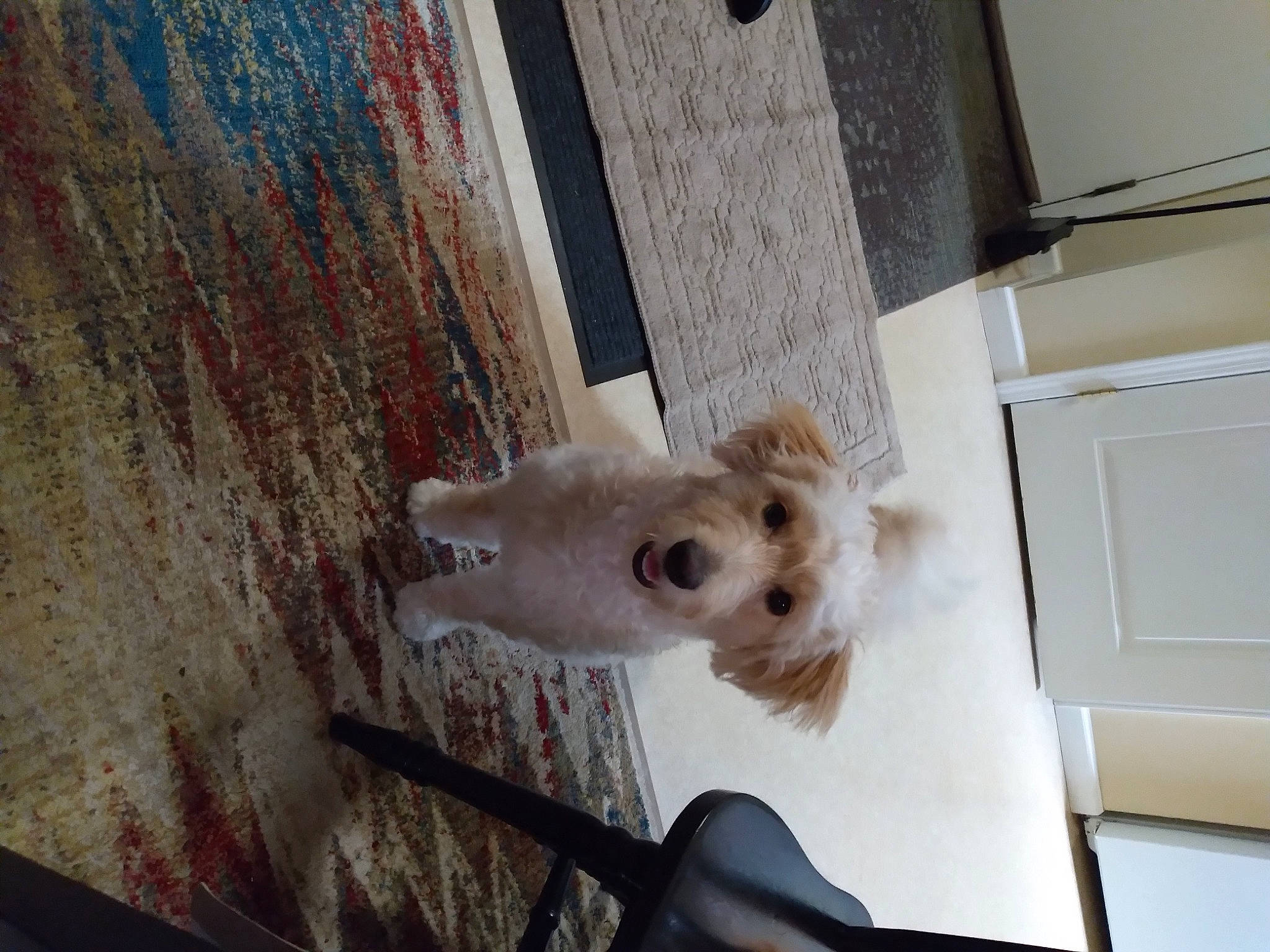 Lexie is registered to the contest to win money with this photo: canidae, carnivore, companion_dog, dog, dog_breed, fawn, felidae, flooring, fur, hardwood, paw, room, small_to_medium_sized_cats, snout, tail, toy_dog, volpino_italiano, whiskers, wood, working_animal